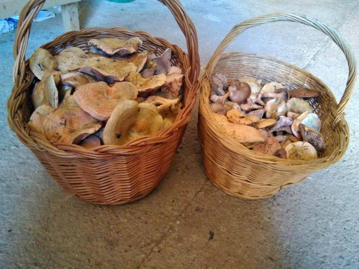 Casa Pirineu Villa Esterri de Cardos Eksteriør billede